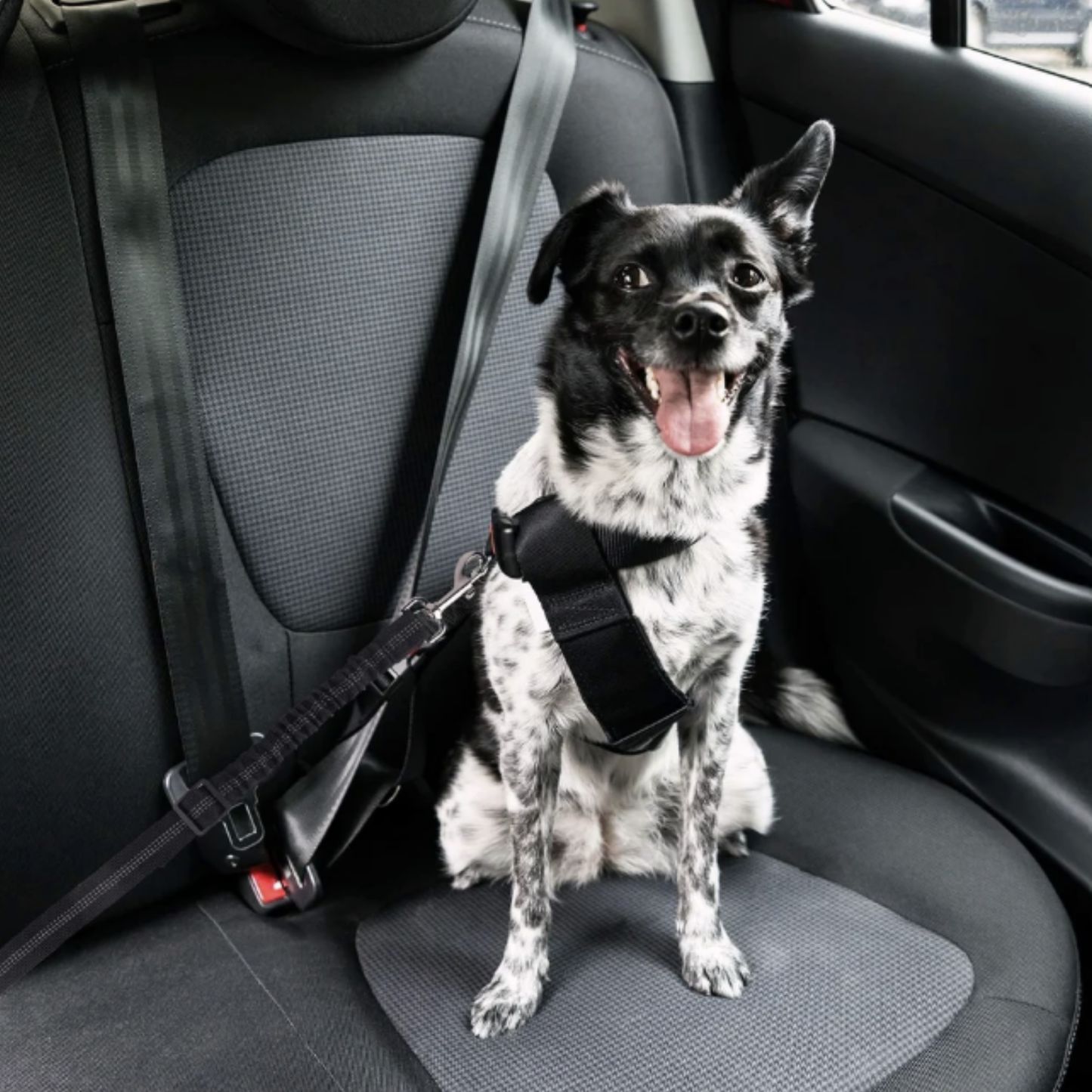 ROC'CLIP Ceinture de sécurité pour chien